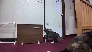 The inn where the cat staff come to wake you up in your room at 6 AM is the best!