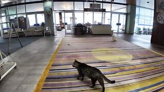 The white cat eating kibble in the lobby is so cute I can't move.
