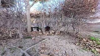 A cat that was in the bushes came out to be petted.