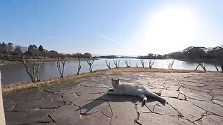 The moment I petted it, it started purring uncontrollably... I met this adorable cat in the park and I just can't leave it alone.