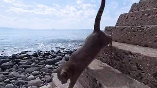 The cats lounging around under the breakwater were just too cute.