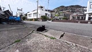 I was sitting on the side of the road when a calico cat walked towards me.