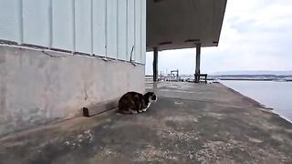 When I went to the fishing port in the evening...a calico cat came to me for petting! It was so affectionate, it was really heartwarming.