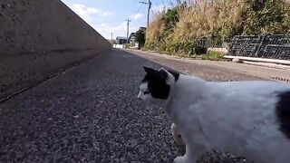 This black and white cat is incredibly affectionate and clingy towards people, but super strict with other cats—the contrast is amazing!