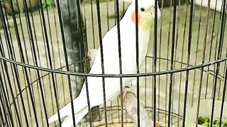 Cute Cockatiel Relaxing in Cage ????✨ So Cool!