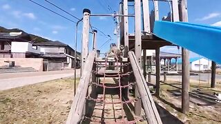 While the children were at school, the slide in the island park became a playground for cats.