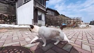 The cat that looks like a raccoon I met on Cat Island is so cute!