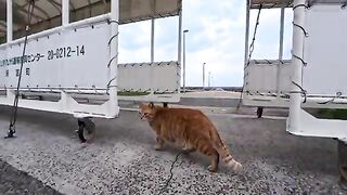 I headed to the cat gathering in front of the ticket office... and the little tabby cat making a slow, deliberate approach was just too cute.
