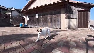 The cat that looked like a raccoon practicing its defensive skills was just too cute.