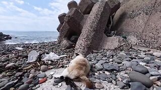 I went to the beach below the breakwater... and a cat came out from between the tetrapods to be petted.