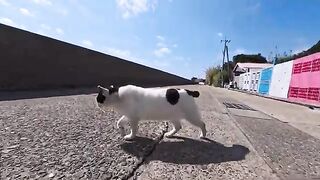 As I was walking along the coast, a cat followed me... and we ended up taking a walk together, a truly relaxing experience.