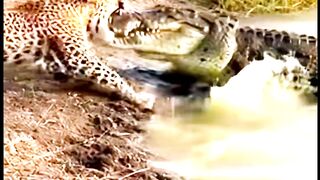 When a Crocodile Targets a Leopard at the Waterhole #wildlife #animals #leopard #crocodile