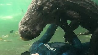 Crocodile 8
