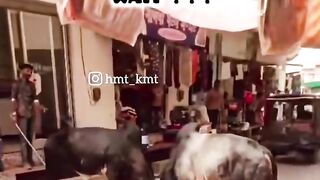 Funny videos 920