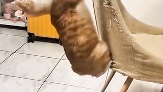 Cat is From Another Planet | Funniest Cat Fails & Quirky Moments