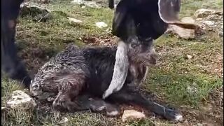 A Mother’s First Love: Newborn Goat’s First Moments ????