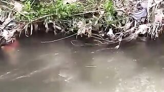 This video is really viral