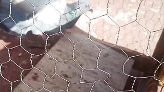 تربية الحمام