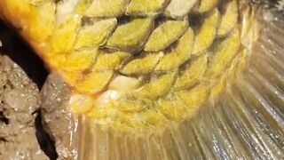 Viral....!!! Ikan segede gaban