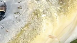 Bikin heboh pemancing