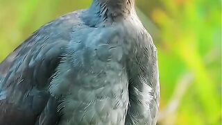 Macam Macam Burung