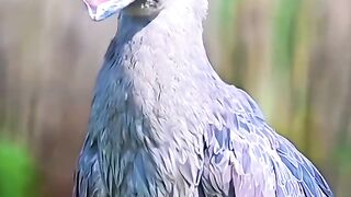 Suara Burung