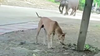 Funny videos 926