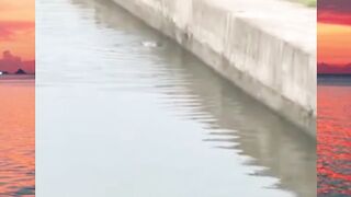 Respect buat bapak nya yang sigap nolongin