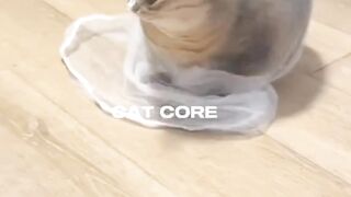 catcore