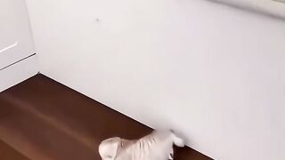 Cat's Nosy