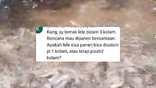 Manfaat punya KOLAM lebih dari satu