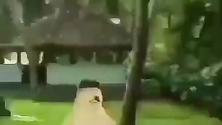 Animal meems