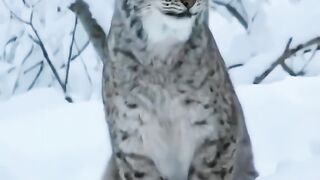Scary Animals Sound