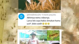 WASPADA❗Hama satu ini bisa MENGHABISKAN larva lele SEKOLAM