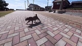 When I went to the plaza in front of the shop on Cat Island...