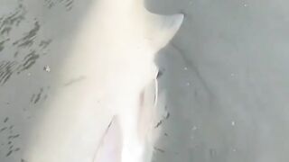 Monster tertangkap