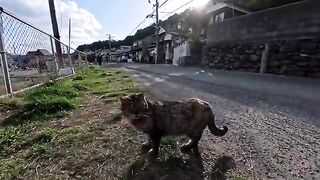 The cats on Cat Island climb onto the platform to be petted.