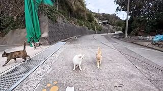 As I was climbing the mountain path on Cat Island... I suddenly found myself surrounded by a group of cats.