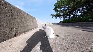 The cat in the seaside park is so cute when you pet it and it rolls over onto its back.