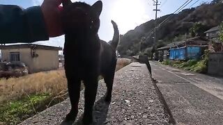I was sitting on the breakwater on Cat Island when a black cat trotted over and, for some reason, sat down next to me.