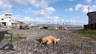 I encountered a cat at the fishing port that was just too cute...a heartwarming encounter that made me stop in my tracks.