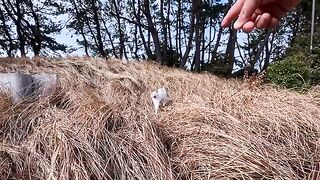 A cat that was sleeping in the grass woke up and came out to be petted... so affectionate and cute.