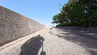 I found a cute calico cat in a park by the sea. It rolled around when I petted it, so adorable!
