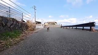 I met this cat on a road along the coast, and it was so cute when I petted it; it became docile and affectionate.