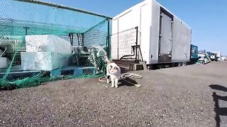 The calico cat at the fishing port turns its back when you look at it and demands a pat on the back.