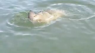 Mancing Ikan mas monster