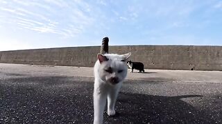 The talkative cat in the seaside park purrs when you pet it, it's so cute.
