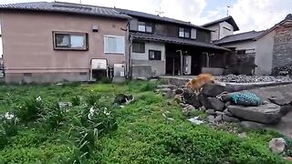 Just before boarding the ferry back from the island, I came across a cat fight in an empty lot near the port.