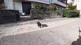 I sat down on the breakwater of Cat Island, and a black cat naturally sat down next to me.