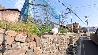 The island cat that was on top of the wall came over to say hello as soon as it noticed people were there. So cute!